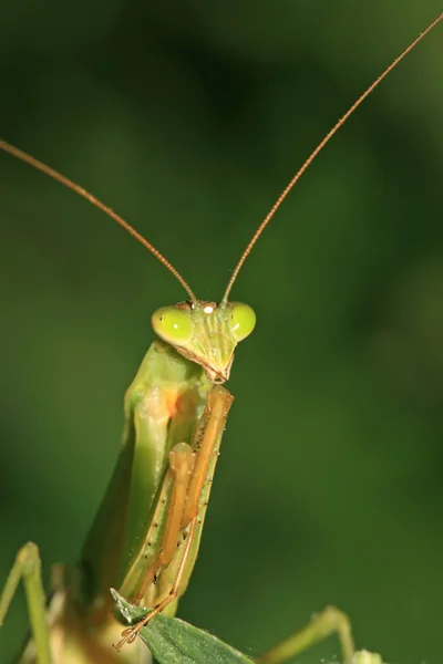 Mantis. — Fotografia de Stock