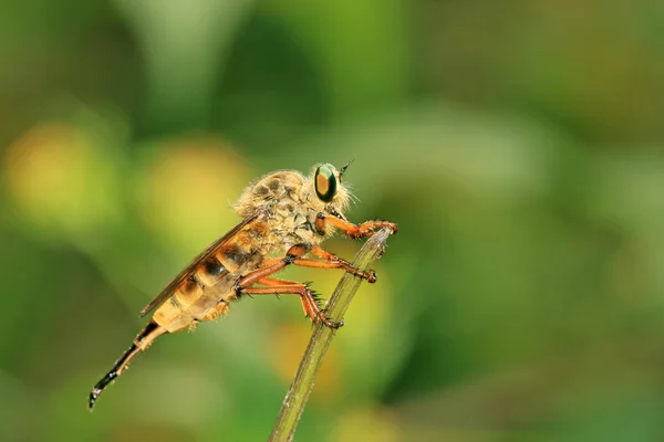 Insecten — Stockfoto