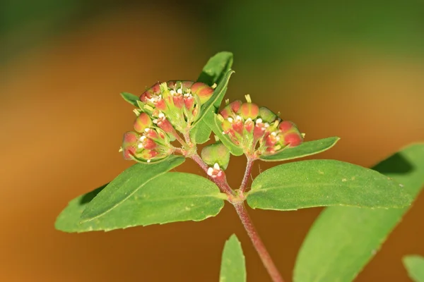 Euphorbia humifusa — Foto de Stock