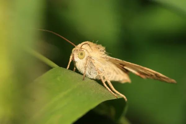 昆虫 — ストック写真