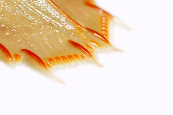 虾蛄 — 图库照片