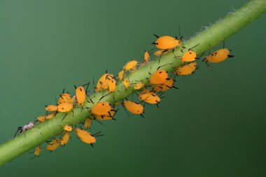 Aphid in the wild clipart