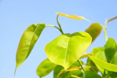 Pear leaves clipart