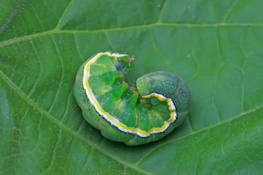 pancar armyworm larva üzerinde vahşi yaprak yeşil