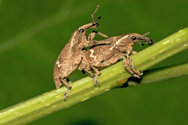 Two mating weevil on green leaf in the wild clipart