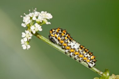 Insects on green plant in the wild, north china clipart