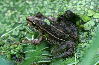 duckweed kurbağa içinde