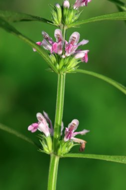 Stachys