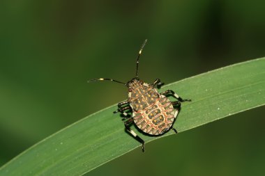 Stinkbug clipart