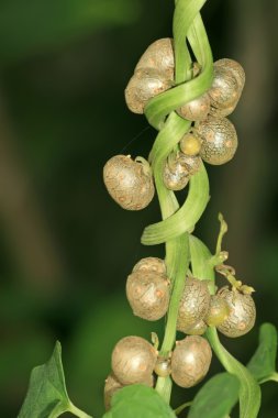 Çin yam