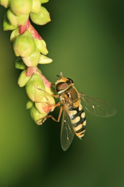 syrphidae böcekler