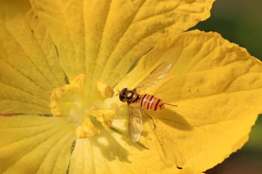 Syrphidae