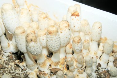 mantar basidiomycetes