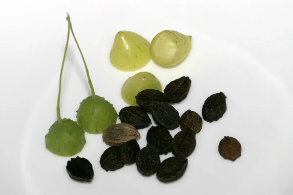 Seeds fruit — Stock Photo, Image