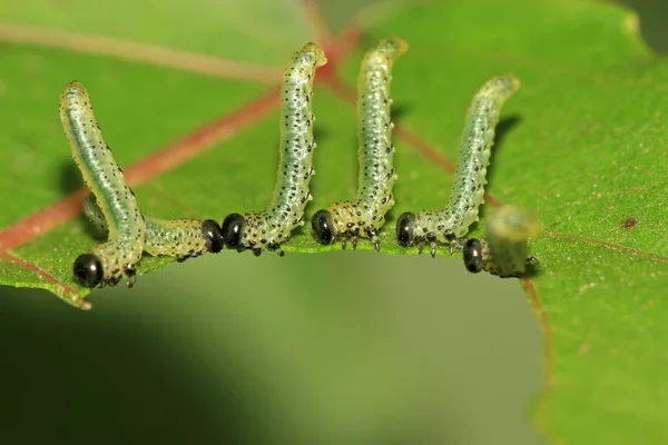 Grup owadów jedzenie pozostawia w stanie dzikim — Zdjęcie stockowe