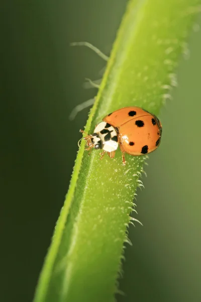 Marienkäfer auf grüner Pflanze in freier Wildbahn — Stockfoto