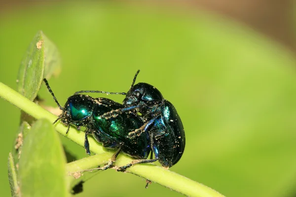 Escarabajo sobre hoja verde —  Fotos de Stock