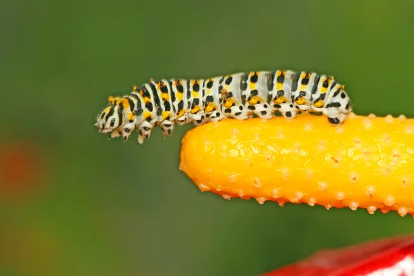 Insectes sur les plantes colorées dans la nature — Photo