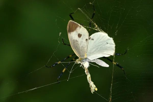 Papillon dans la nature — Photo
