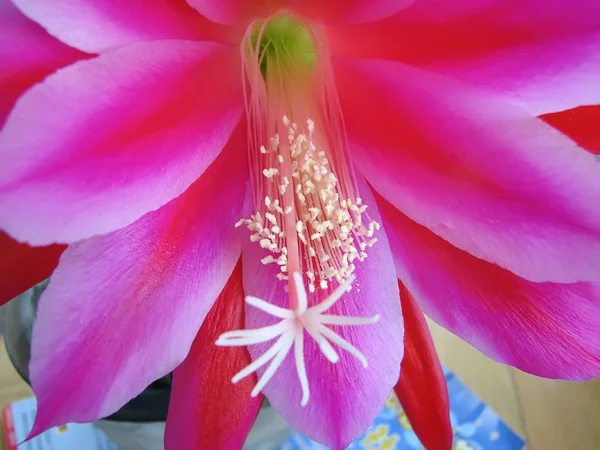 Nopalxochia Epiphyllum — Foto Stock