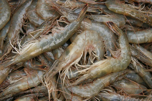 Fresh prawns — Stock Photo, Image