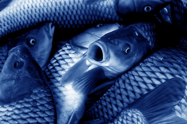 Пресноводные рыбы в пруду, фарфор — стоковое фото