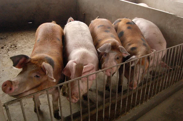 Свиньи в свинарнике на ферме — стоковое фото