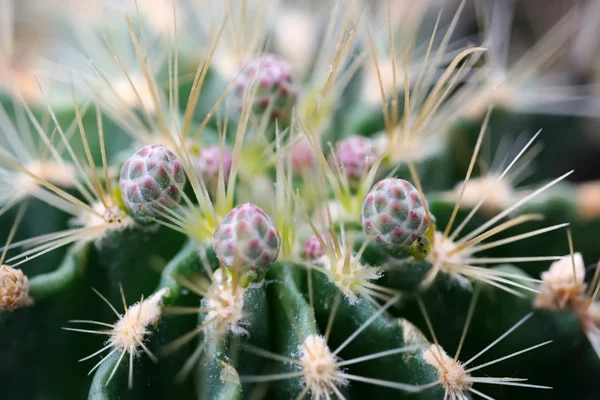 Kaktus rostliny — Stock fotografie