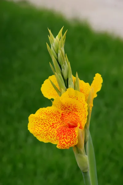 Flores amarelas canna — Fotografia de Stock