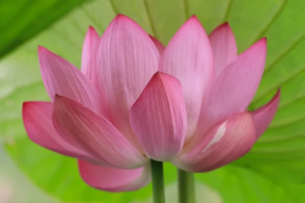 Gros plan Lotus — Photo