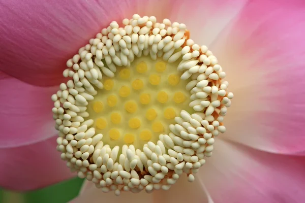 Kloseup Lotus — Photo