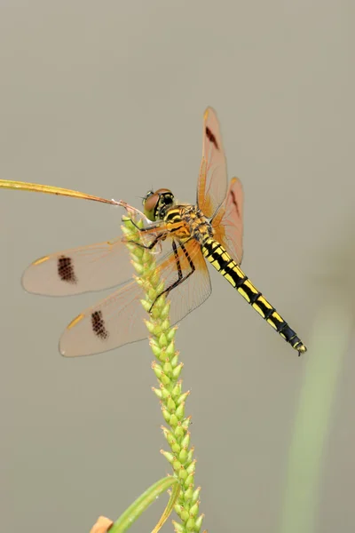 stock image Beautiful dragonfly on the weeds