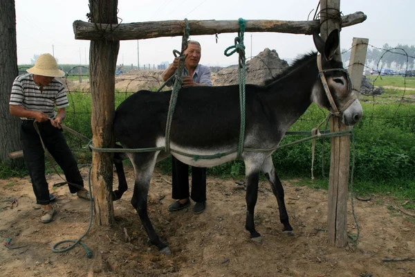 Artisan give a donkey nail palm, china — Zdjęcie stockowe