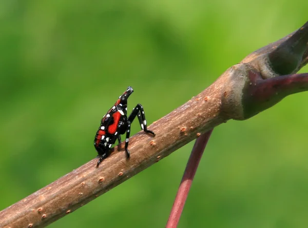 Fulgoroidea комахи — стокове фото