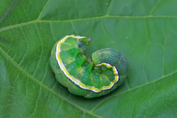 Личинки свекловичного червя на зеленом листе в дикой природе — стоковое фото