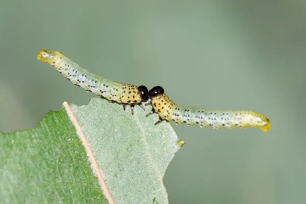 Étkezési levelek rovarok csoportjai — Stock Fotó