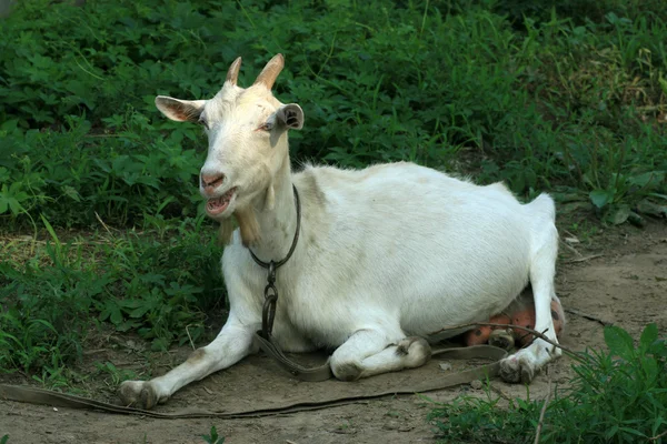 Closeup Goat — Stock Photo, Image
