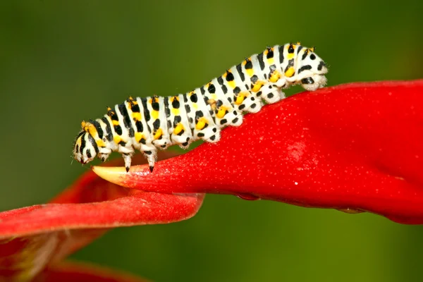 Έντομα στο πολύχρωμο φυτό στην άγρια φύση — Φωτογραφία Αρχείου