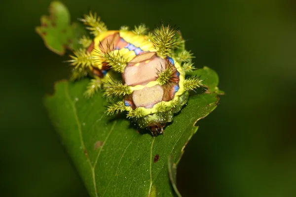 Lepidoptera auf grünem Blatt in freier Wildbahn — Stockfoto