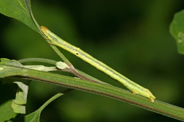 Insekten auf grünem Blatt — Stockfoto