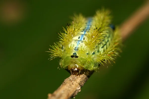 Lepidoptera em estado selvagem — Fotografia de Stock