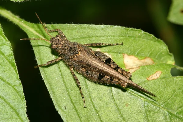 Locust på gröna blad i naturen — Stockfoto