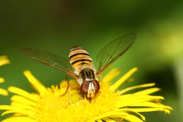 Syrphidae комахи — стокове фото