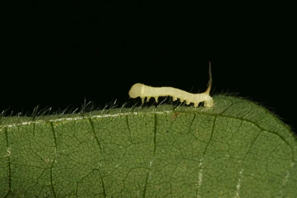 Alubias convolvuli larvas —  Fotos de Stock