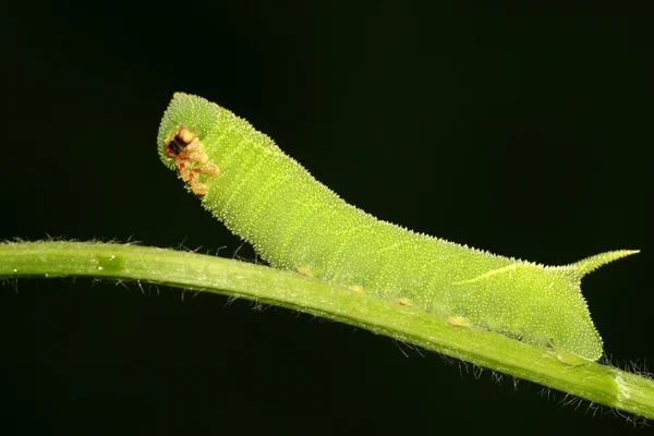 Alubias convolvuli larvas — Foto de Stock