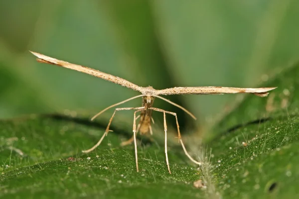 Sötpotatis plume moth — Stockfoto
