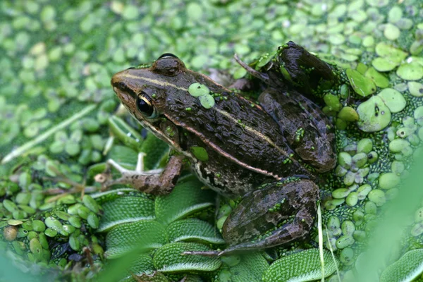 Rzęsy w żaba — Zdjęcie stockowe