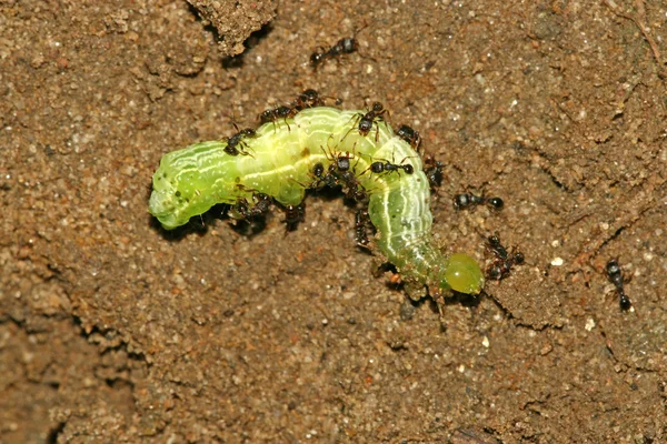 Karıncalar ve yeşil böcekleri işlemleri fightting — Stok fotoğraf