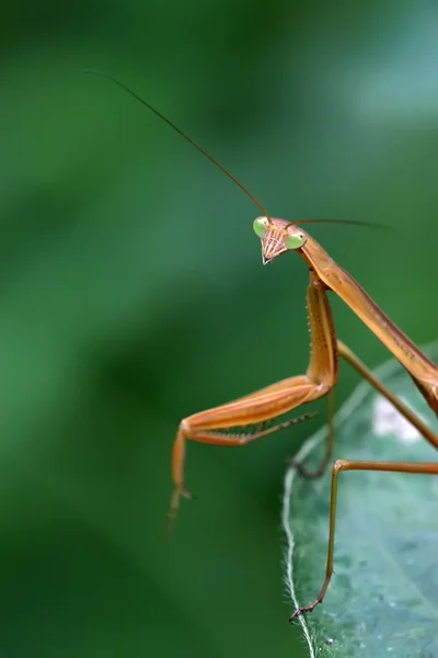 螳螂 — 图库照片
