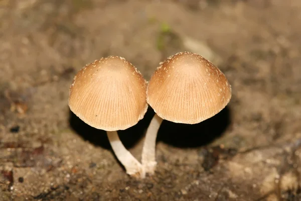 Zbliżenie grzybów — Zdjęcie stockowe